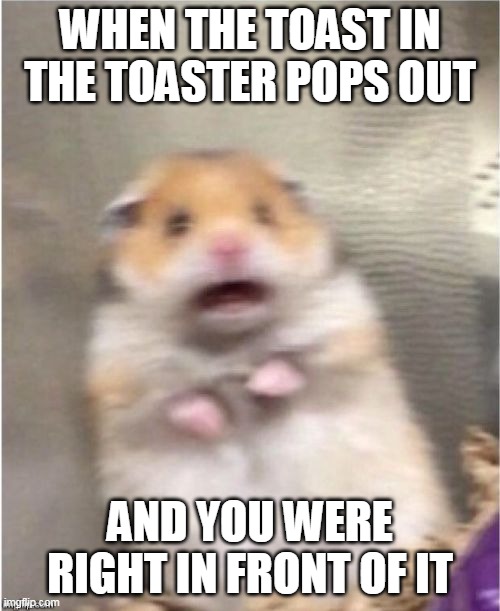 Idk if this is relatable, but this happens to me a LOT... | WHEN THE TOAST IN THE TOASTER POPS OUT; AND YOU WERE RIGHT IN FRONT OF IT | image tagged in scared hamster,toaster,jumpscare,relatable | made w/ Imgflip meme maker