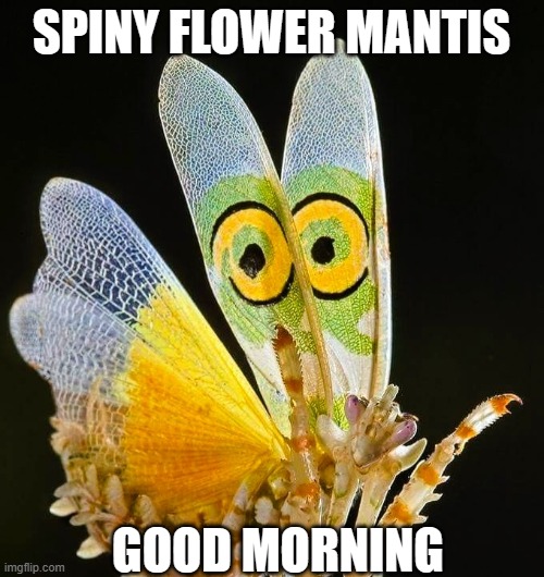 Spiny flower mantis greeting: | SPINY FLOWER MANTIS; GOOD MORNING | image tagged in mantis,good morning | made w/ Imgflip meme maker