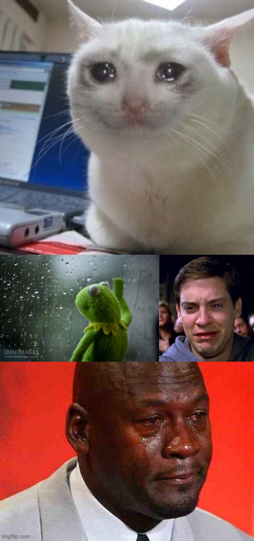image tagged in crying cat,kermit window,crying peter parker,crying michael jordan | made w/ Imgflip meme maker