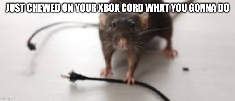 JUST CHEWED ON YOUR XBOX CORD WHAT YOU GONNA DO | image tagged in funny memes | made w/ Imgflip meme maker