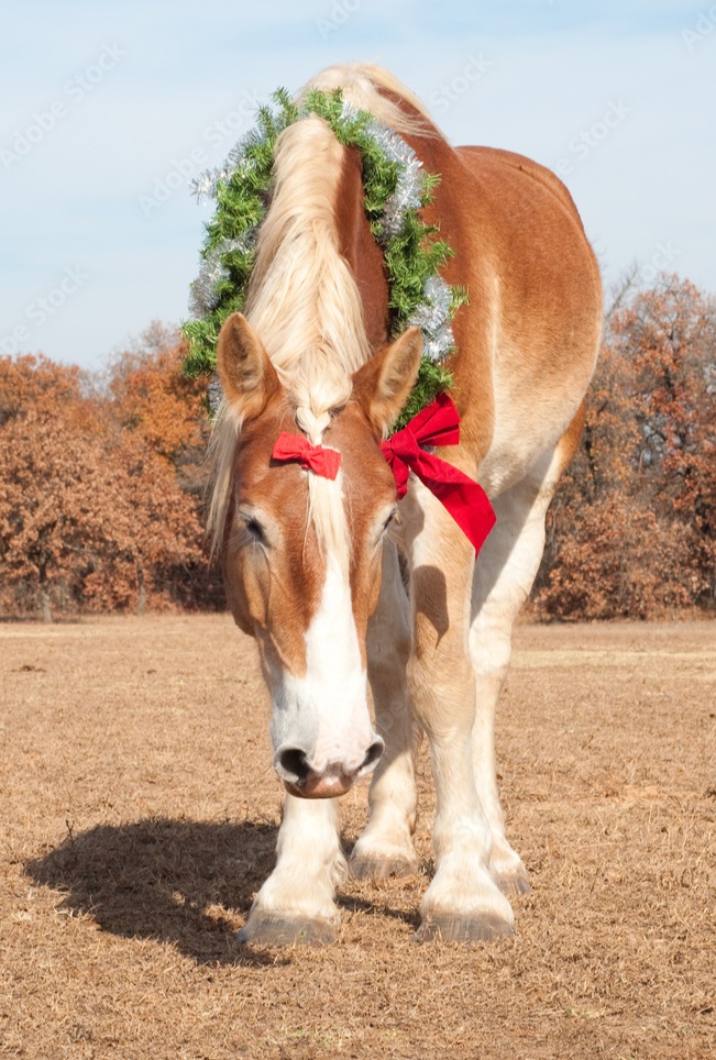 High Quality Horse bow Blank Meme Template