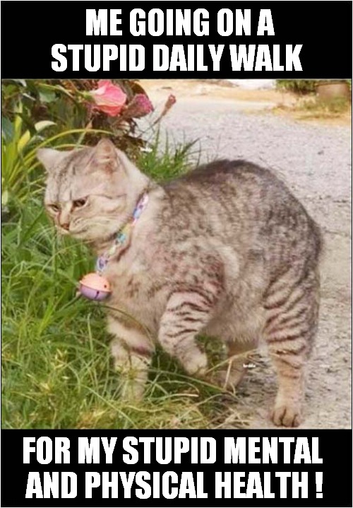 I Can Relate To This Cat ! | ME GOING ON A STUPID DAILY WALK; FOR MY STUPID MENTAL 
AND PHYSICAL HEALTH ! | image tagged in cats,walking,mental health,physical,relatable | made w/ Imgflip meme maker