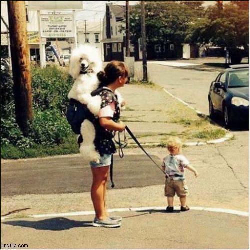 Carry Me ! | image tagged in dogs,carry,not right | made w/ Imgflip meme maker