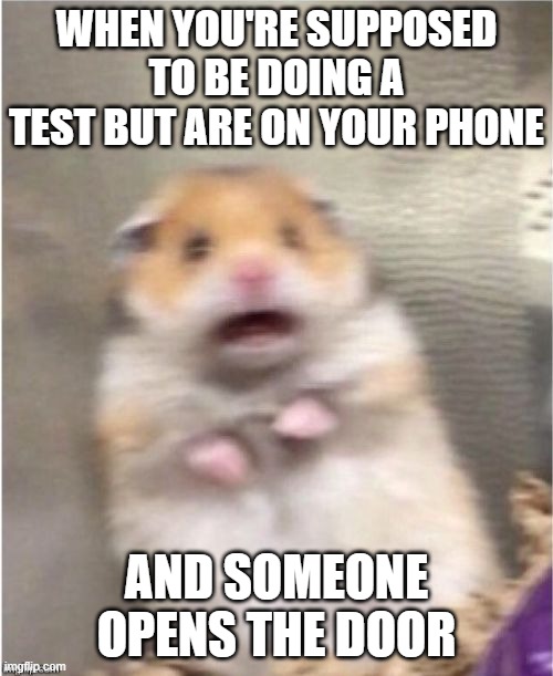 ends up being a student coming back from the bathroom | WHEN YOU'RE SUPPOSED TO BE DOING A TEST BUT ARE ON YOUR PHONE; AND SOMEONE OPENS THE DOOR | image tagged in scared hamster | made w/ Imgflip meme maker