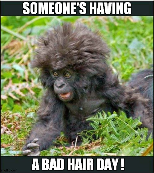 He Just Saw His Reflection ! | SOMEONE'S HAVING; A BAD HAIR DAY ! | image tagged in gorilla,bad hair day | made w/ Imgflip meme maker