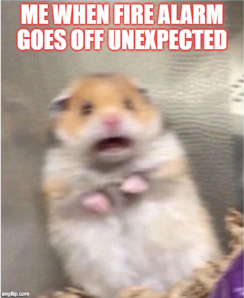 it always gets you when you least expect it | ME WHEN FIRE ALARM GOES OFF UNEXPECTED | image tagged in scared hamster,school,fun | made w/ Imgflip meme maker