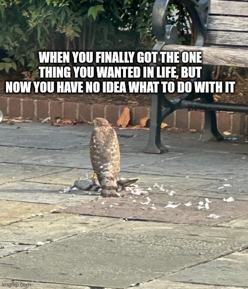 image tagged in life,bird | made w/ Imgflip meme maker