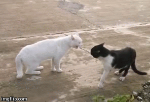 Cats Giving Looks | image tagged in gifs,funny,cats | made w/ Imgflip video-to-gif maker