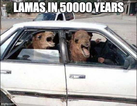 Quit Hatin | LAMAS IN 50000 YEARS | image tagged in memes,quit hatin | made w/ Imgflip meme maker