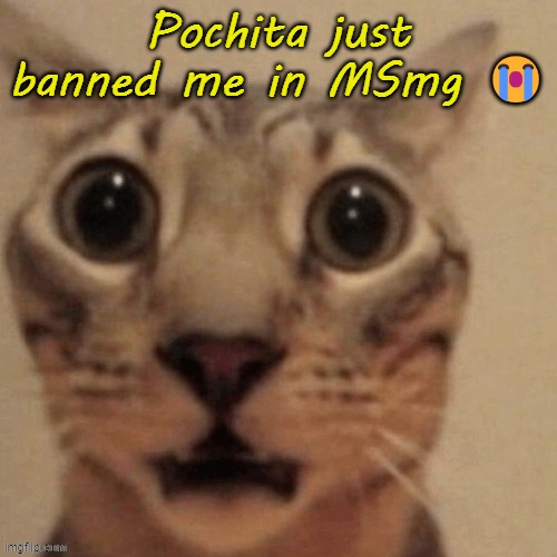 in shock | Pochita just banned me in MSmg 😭 | image tagged in in shock | made w/ Imgflip meme maker
