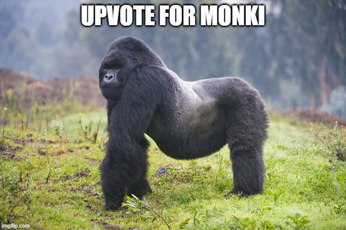 UPVOTE FOR MONKI | image tagged in monkey | made w/ Imgflip meme maker