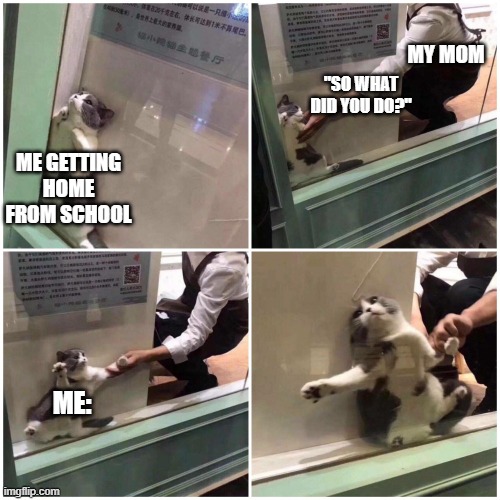 Cat stuck behind glass | MY MOM; "SO WHAT DID YOU DO?"; ME GETTING HOME FROM SCHOOL; ME: | image tagged in cat stuck behind glass | made w/ Imgflip meme maker