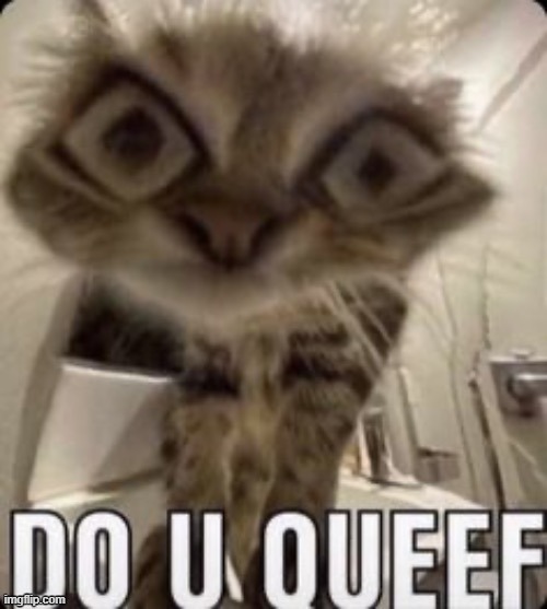 do u queef cat | image tagged in do u queef cat | made w/ Imgflip meme maker