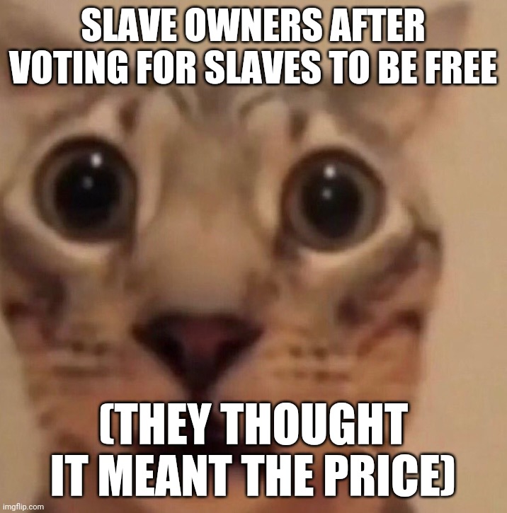 Flabbergasted cat | SLAVE OWNERS AFTER VOTING FOR SLAVES TO BE FREE; (THEY THOUGHT IT MEANT THE PRICE) | image tagged in flabbergasted cat | made w/ Imgflip meme maker