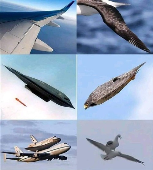 born from nature | image tagged in birds,flight,kewlew | made w/ Imgflip meme maker