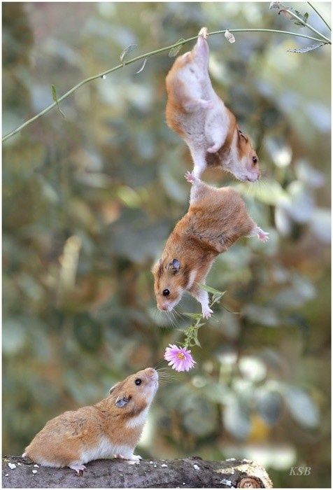 Hampsters helping share a flower Blank Meme Template