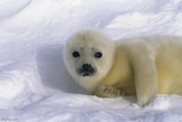 Baby seal | image tagged in baby seal | made w/ Imgflip meme maker