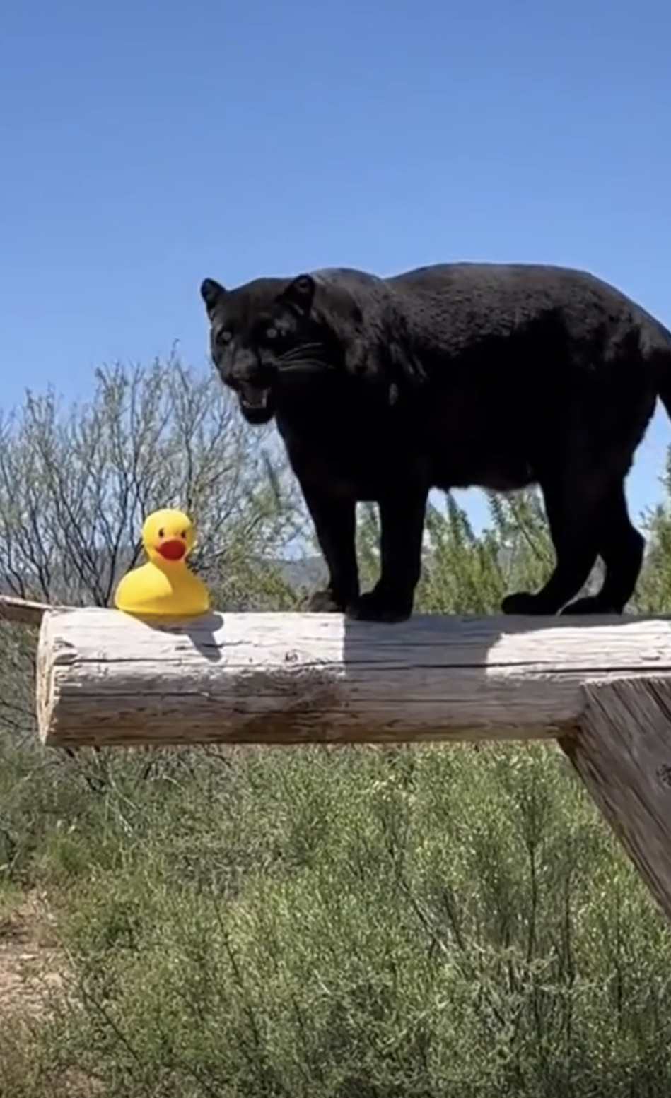 Panther Duck Blank Meme Template