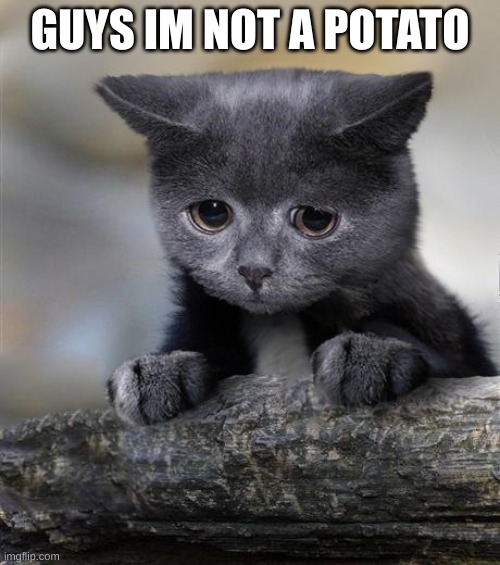 Confession Cat | GUYS IM NOT A POTATO | image tagged in confession cat | made w/ Imgflip meme maker