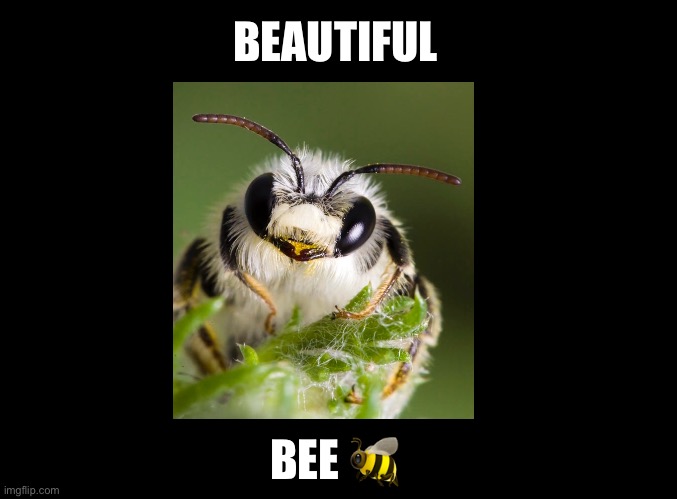 Beautiful Bee ? | BEAUTIFUL; BEE 🐝 | image tagged in blank black,bees,cute animals,animals,insects,funny animal meme | made w/ Imgflip meme maker