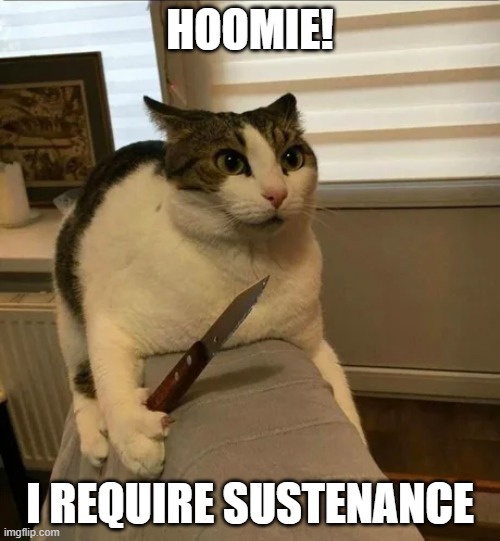 hoooooomie | HOOMIE! I REQUIRE SUSTENANCE | image tagged in cat,gatze,hungry | made w/ Imgflip meme maker