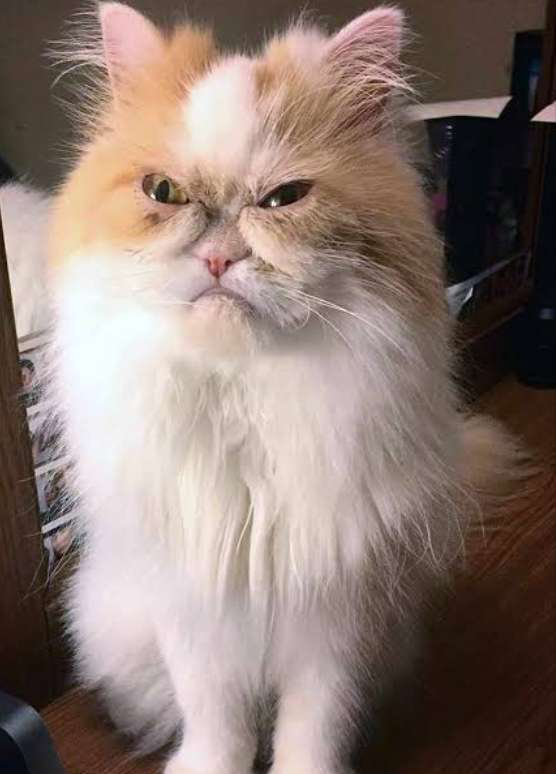 High Quality Sour Cat Blank Meme Template