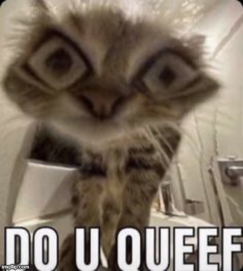 miau | image tagged in do u queef cat,miau | made w/ Imgflip meme maker