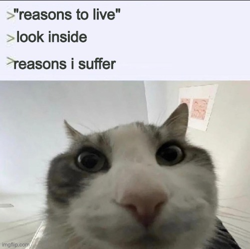 If you’re not careful and thought about it…(find new one then :D) | "reasons to live"; look inside; reasons i suffer | image tagged in cat looks inside,life sucks,depression | made w/ Imgflip meme maker