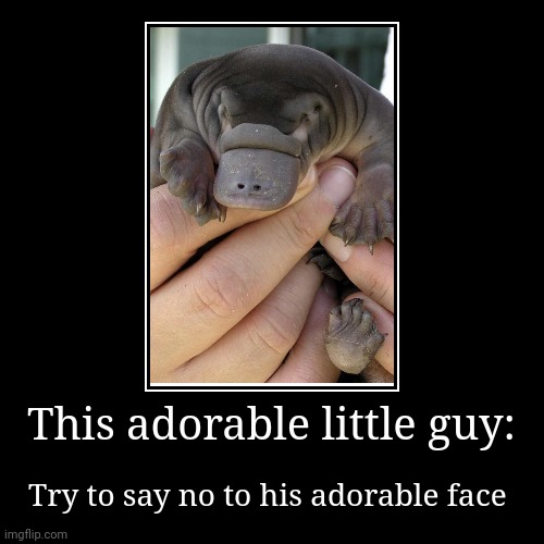 Adorable creature | This adorable little guy: | Try to say no to his adorable face | image tagged in funny,demotivationals,wholesome | made w/ Imgflip demotivational maker