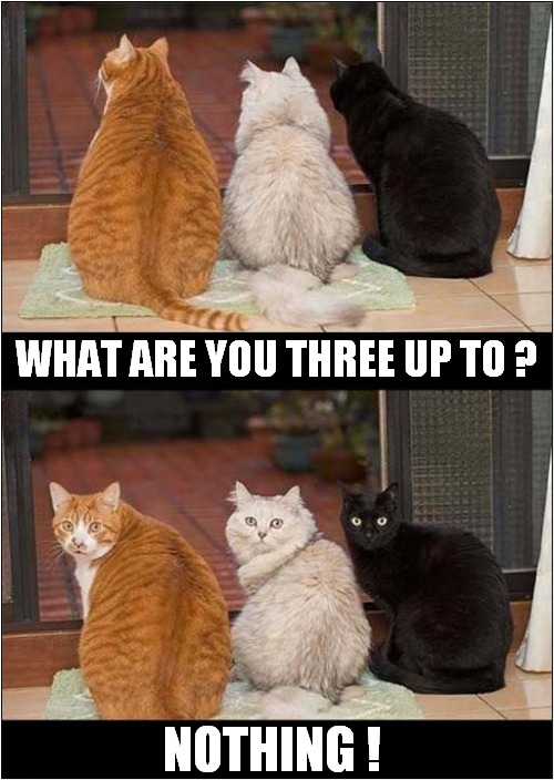 Suspicious Behaviour ? | WHAT ARE YOU THREE UP TO ? NOTHING ! | image tagged in cats,suspicious,behaviour | made w/ Imgflip meme maker