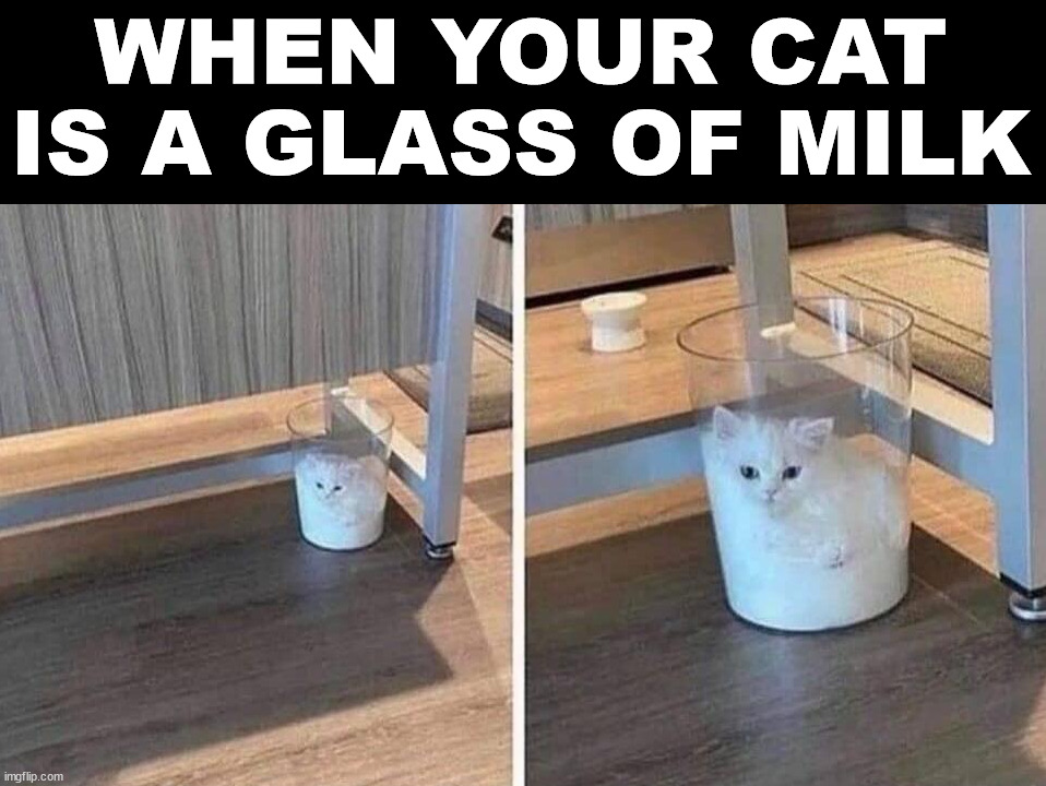 WHEN YOUR CAT IS A GLASS OF MILK | image tagged in cats | made w/ Imgflip meme maker