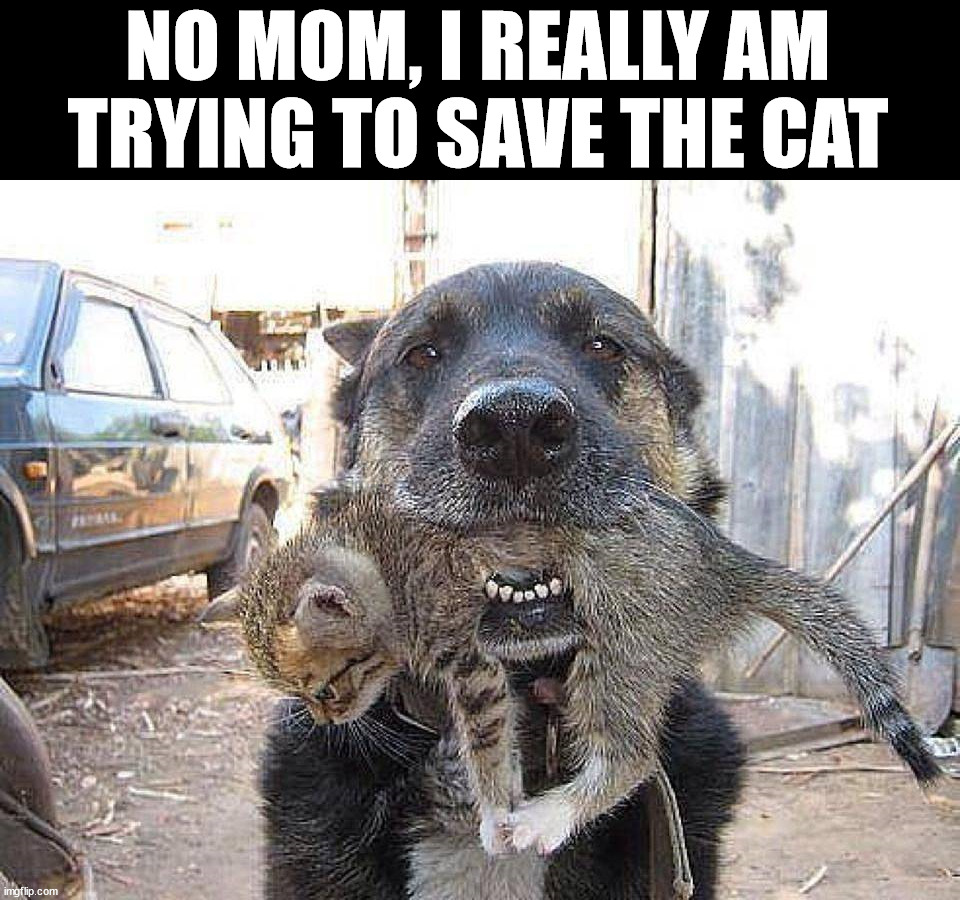 NO MOM, I REALLY AM TRYING TO SAVE THE CAT | image tagged in dogs | made w/ Imgflip meme maker