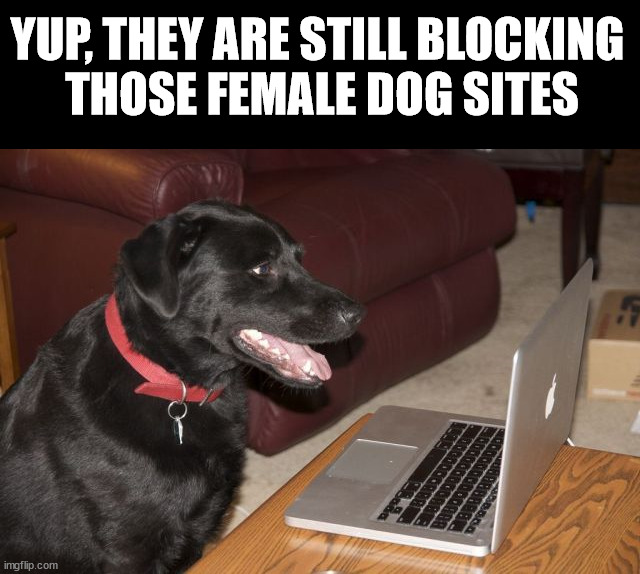 YUP, THEY ARE STILL BLOCKING 
THOSE FEMALE DOG SITES | image tagged in dogs | made w/ Imgflip meme maker