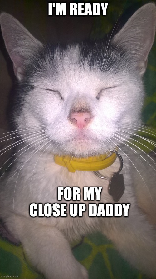 cat picture | I'M READY; FOR MY CLOSE UP DADDY | image tagged in i love cats | made w/ Imgflip meme maker