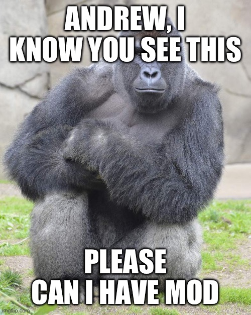 Harambe | ANDREW, I KNOW YOU SEE THIS; PLEASE CAN I HAVE MOD | image tagged in harambe | made w/ Imgflip meme maker