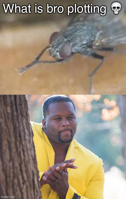 Flies in a nutshell | What is bro plotting 💀 | image tagged in anthony adams rubbing hands,fresh memes,funny,memes | made w/ Imgflip meme maker