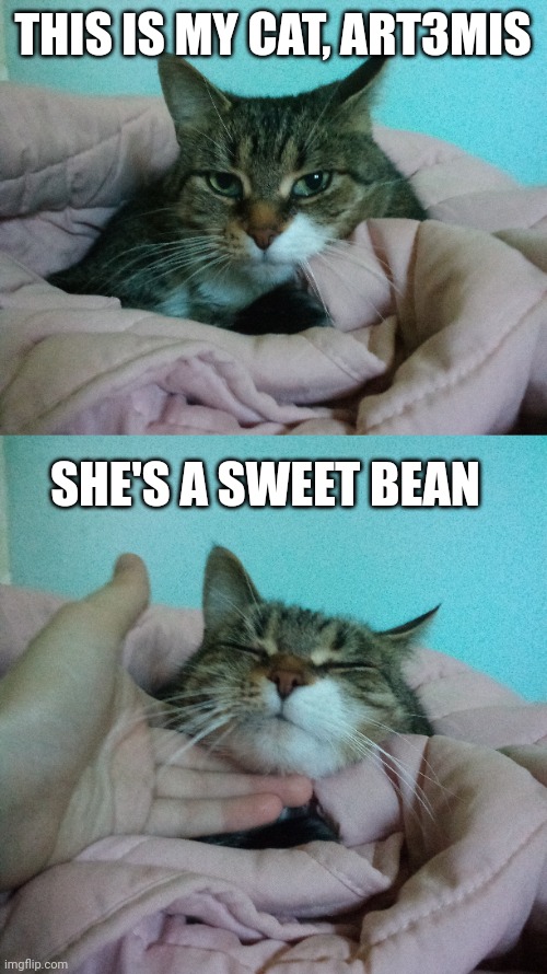 Cat Pictures :3 | THIS IS MY CAT, ART3MIS; SHE'S A SWEET BEAN | made w/ Imgflip meme maker