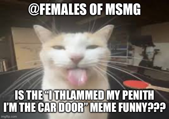 Cat | @FEMALES OF MSMG; IS THE “I THLAMMED MY PENITH I’M THE CAR DOOR” MEME FUNNY??? | image tagged in cat | made w/ Imgflip meme maker