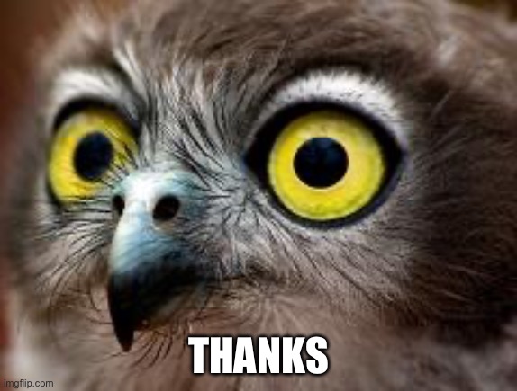 hyperactive owl | THANKS | image tagged in hyperactive owl | made w/ Imgflip meme maker