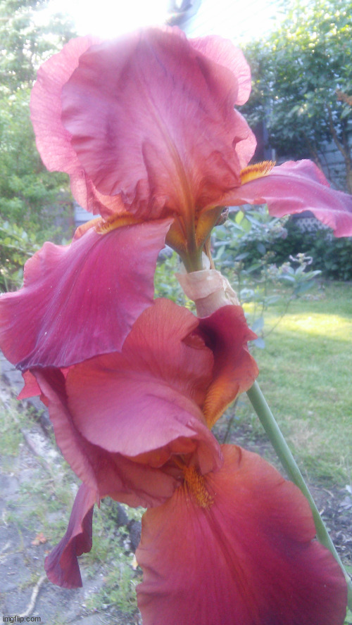 Red iris | image tagged in red iris | made w/ Imgflip meme maker