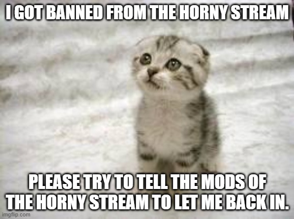 Please help | I GOT BANNED FROM THE HORNY STREAM; PLEASE TRY TO TELL THE MODS OF THE HORNY STREAM TO LET ME BACK IN. | image tagged in memes,sad cat | made w/ Imgflip meme maker