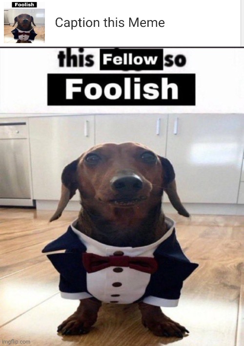 Caption this Dog | image tagged in this fellow is so foolish | made w/ Imgflip meme maker