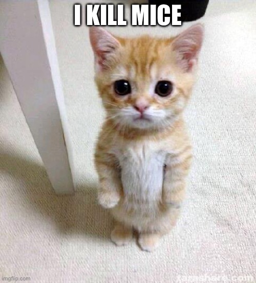 Cute Cat | I KILL MICE | image tagged in memes,cute cat | made w/ Imgflip meme maker