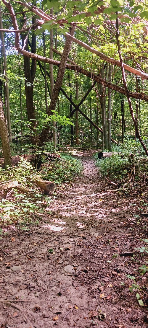 X MARKS THE SPOT ON THIS FOREST PATH | image tagged in trails,forest,trees | made w/ Imgflip meme maker
