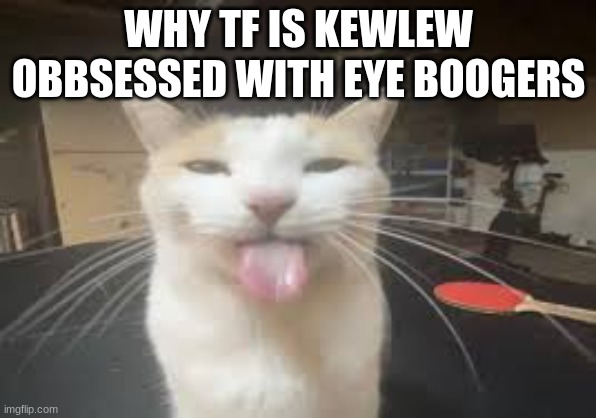 Cat | WHY TF IS KEWLEW OBBSESSED WITH EYE BOOGERS | image tagged in cat | made w/ Imgflip meme maker
