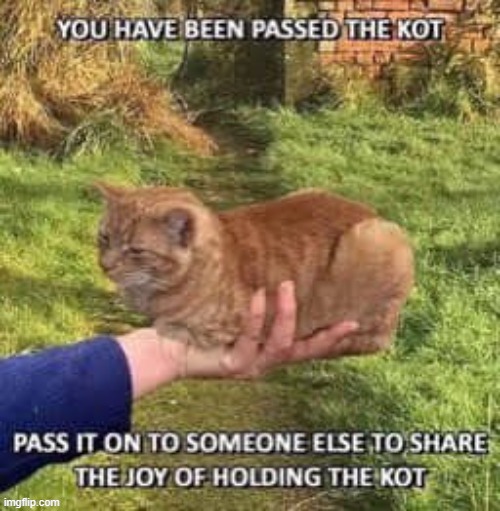 the kot | made w/ Imgflip meme maker
