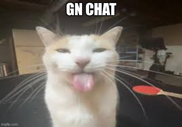 Cat | GN CHAT | image tagged in cat | made w/ Imgflip meme maker