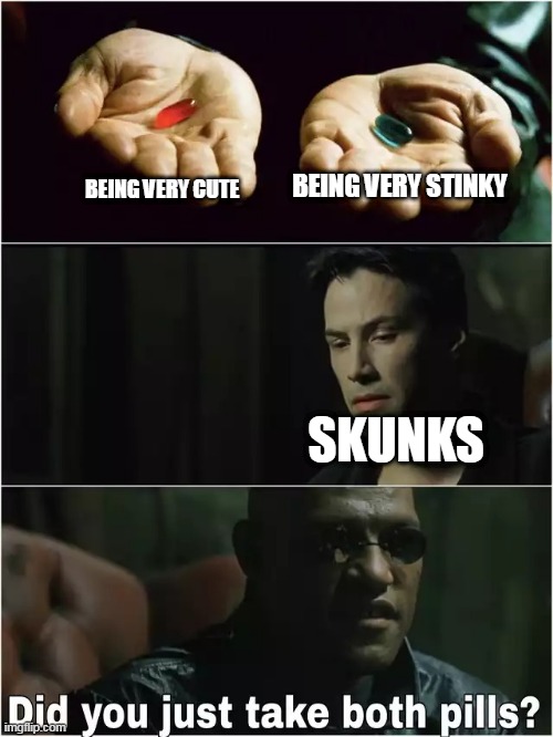 Did you just take both pills? | BEING VERY STINKY; BEING VERY CUTE; SKUNKS | image tagged in did you just take both pills,skunk | made w/ Imgflip meme maker