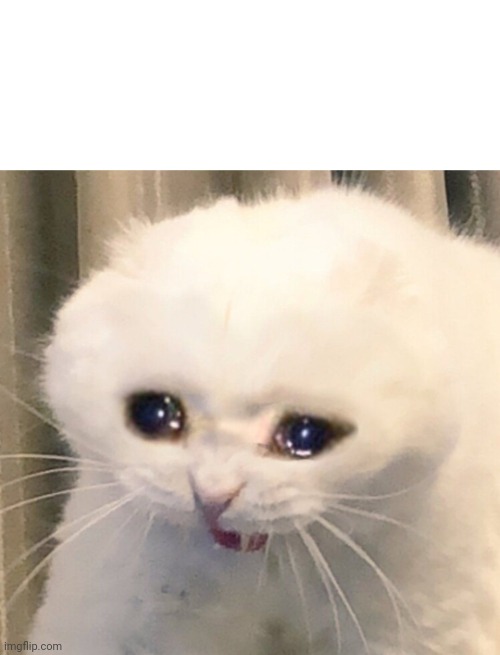 Sad Cat | image tagged in sad cat | made w/ Imgflip meme maker