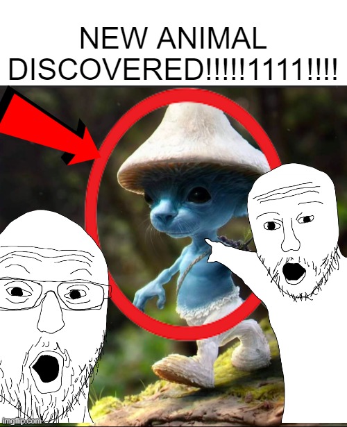 "we live we love we lie" | NEW ANIMAL DISCOVERED!!!!!1111!!!! | image tagged in blue smurf cat | made w/ Imgflip meme maker